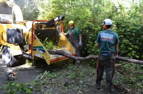 tree services Mechanicsville